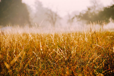 Close-up of wheat growing on field