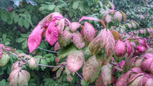 Close-up of pink flowers