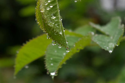 Close-up of wet plant leaves