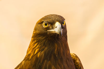 Close-up portrait of eagle