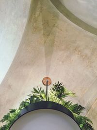 Low angle view of potted plants against building