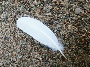 Close-up of feather on ground