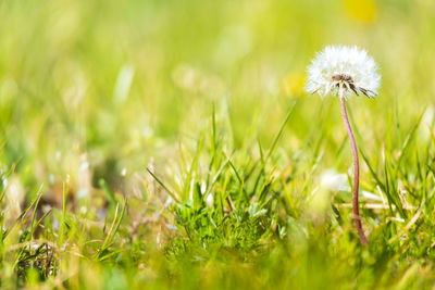 Close-up of dandelion on field