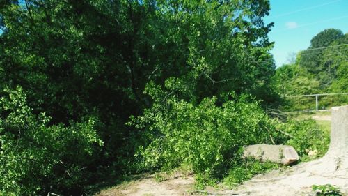 Trees in forest