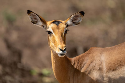 Close-up of female common impala turning round