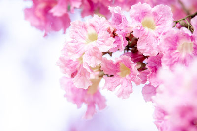 Close-up of pink cherry blossoms in spring