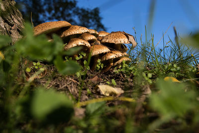 Close-up of mushroom growing by tree trunk