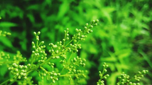 Close-up of water drops on plant