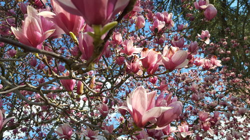 Pink flowers blooming on tree