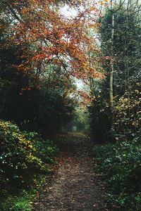 Close-up of trees against sky