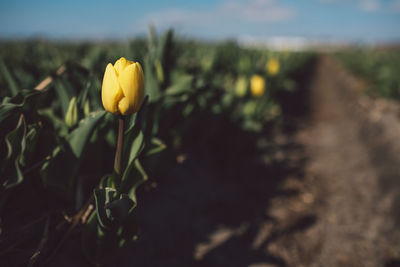 Close-up of yellow flowering plant on field