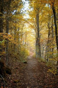 Trees in forest