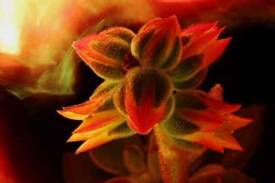 Close-up of red rose flower