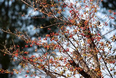 Low angle view of fruits on tree