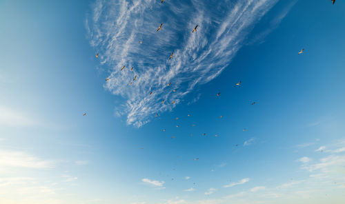 Low angle view of birds flying in sky