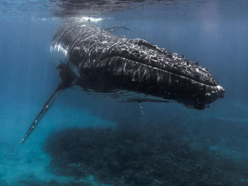 View of humpback whale swimming in sea
