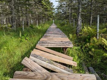 Wooden walkway amidst trees in forest