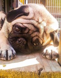 Close-up portrait of dog lying down