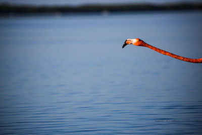 Flamingo head over sea