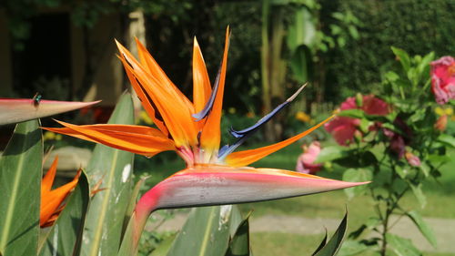Close-up of orange flowering plant