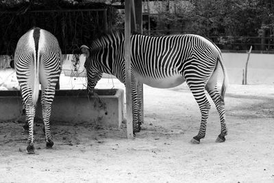 Zebras drinking water from trough at zoo