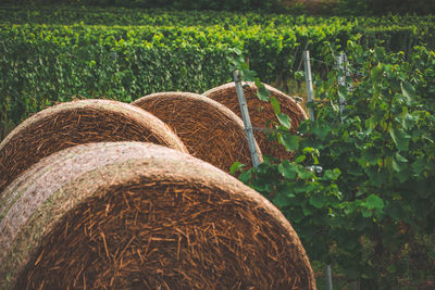 Hay bales on field