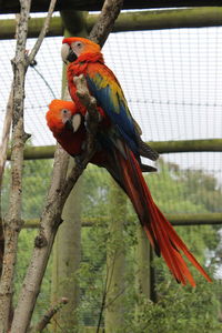 Bird perching on a branch