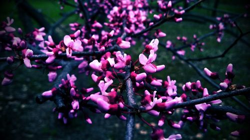 Close-up of pink flowers