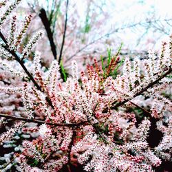 Close-up of cherry blossom tree