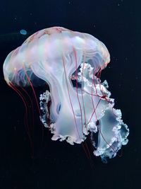 Close-up of jellyfish swimming in sea