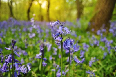 Bluebell woods