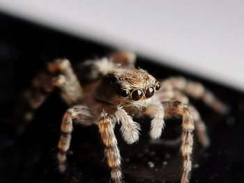 Close-up of spider