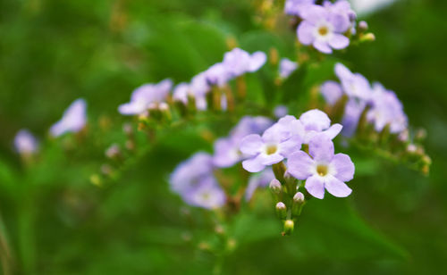 Close-up of purple flowers blooming outdoors