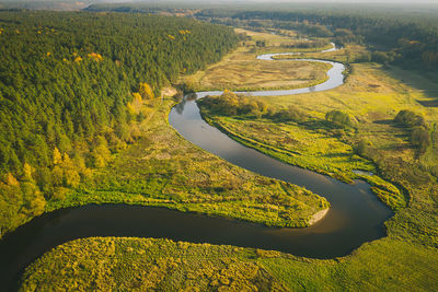 High angle view of river amidst trees