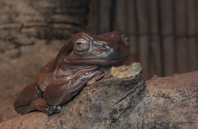 Close-up of frog on rock