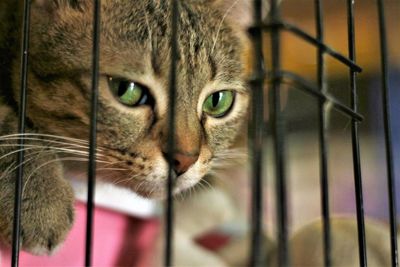 Close-up portrait of cat