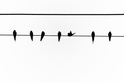 Silhouette birds perching on cable against clear sky