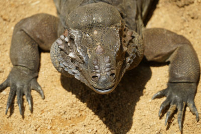 Close-up of lizard