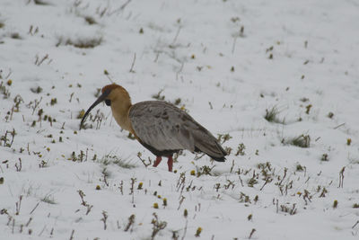 Bird perching on snow covered land