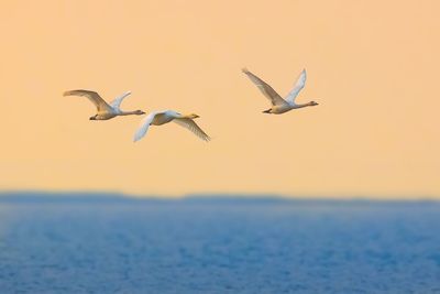 View of birds flying over sea