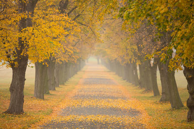 Trees on field during autumn