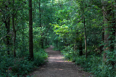 Road amidst trees in forest