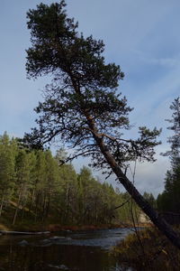 Trees by lake in forest against sky