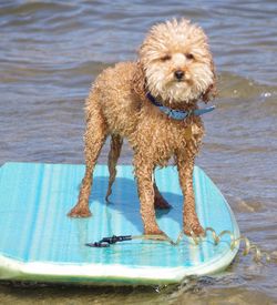 Wet fox terrier on paddleboard