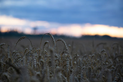 Close-up of wheat field against sky during sunset