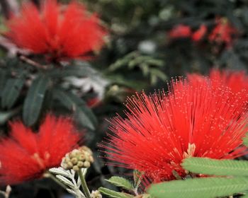 Close-up of red flower blooming outdoors