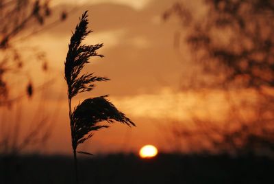 Close-up of plants at sunset