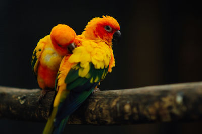 Close-up of parrot perching on tree