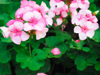 Close-up of pink flowering plants