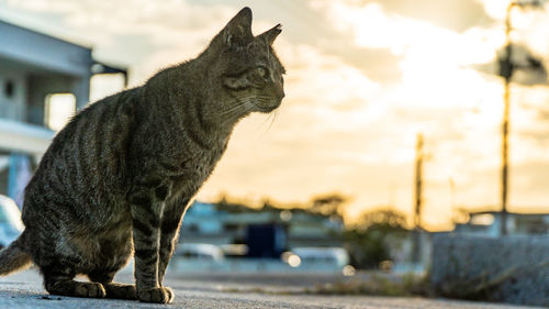 Close-up of a cat looking away